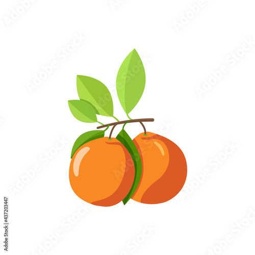 two mandarins on the branch