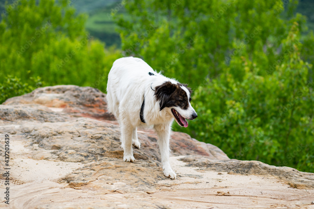 white shepherd dog enjoying outdoors white shepherd dog enjoying outdoors