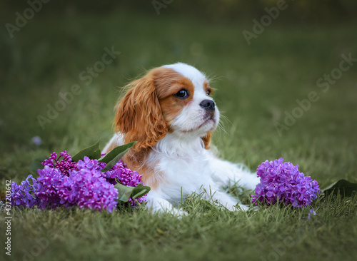 dog in flowers, lilac bushes. Portrait of a cavalier king charles spaniel with flowers