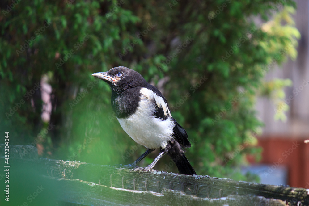 bird on a fence bird on a fence