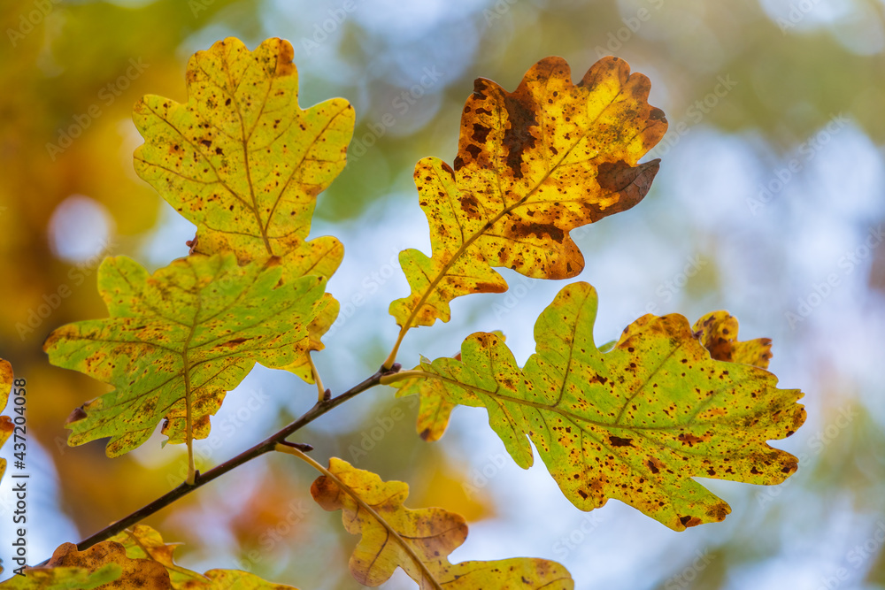 Oak branches with yellow leaves in autumn park Oak branches with yellow leaves in autumn park