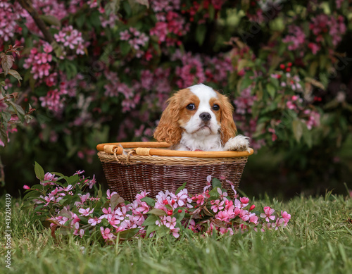 dog cavalier king charles spaniel puppy in a basket on the road near a blossomin Fototapet