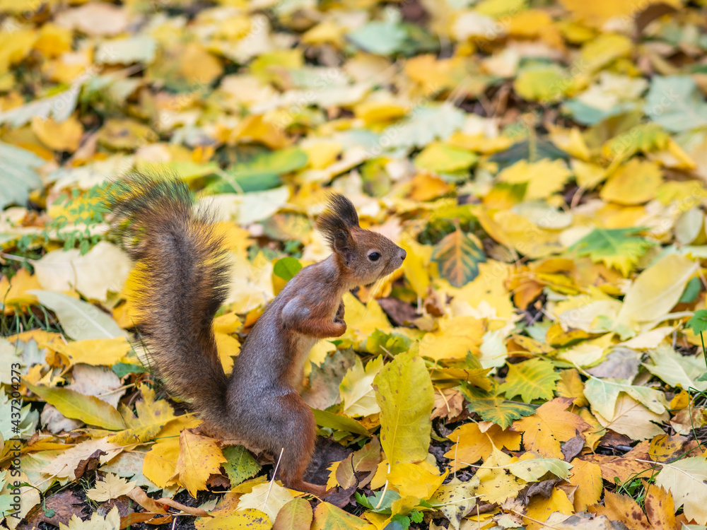 Autumn squirrel with nut on green grass with fallen yellow leaves Autumn squirrel with nut on green grass with fallen yellow leaves