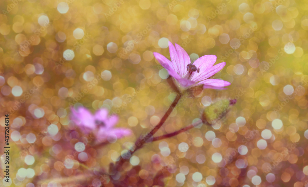 Mały fioletowy kwiat z tłem w bokeh - obrazy, fototapety, plakaty 
