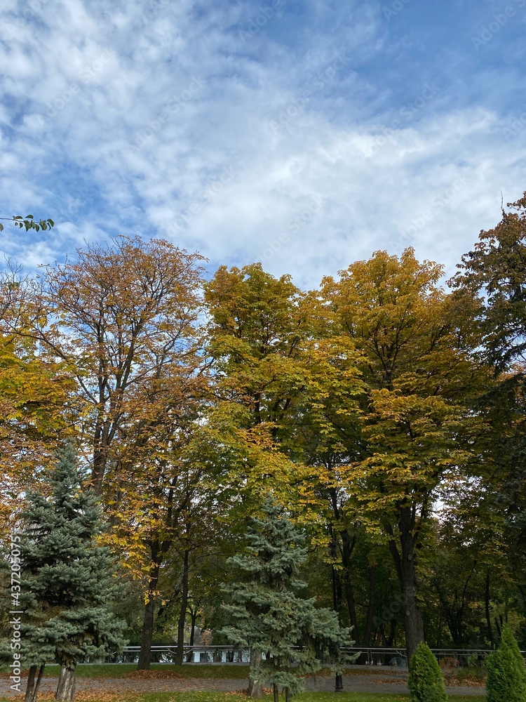 autumn in the park. autumn trees in park. 
