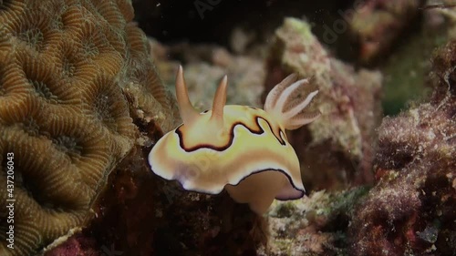 close up Coi Nuddibranch (Chromodoris coi) on tropical coral reef photo