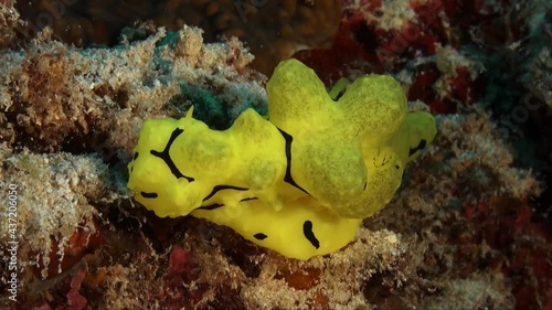 BIg yellow nudibranch (Aegires minor) lying on tropical coral reef photo