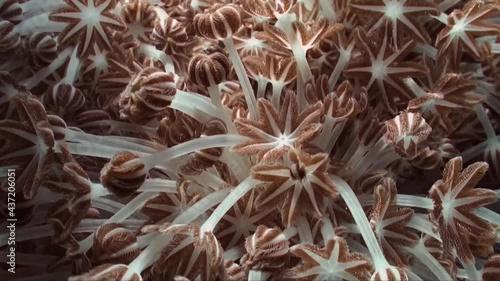 A colony of Xenia corals feeding on plankton by pulsating their many tentacles photo