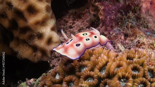 Leopard nudibranch (Gonoiobranchus leopardus) on tropical coral reef photo