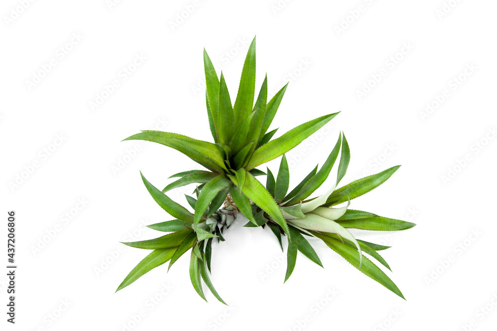 Pineapple leaf isolated on white background. Pineapple leaf isolated on white background.