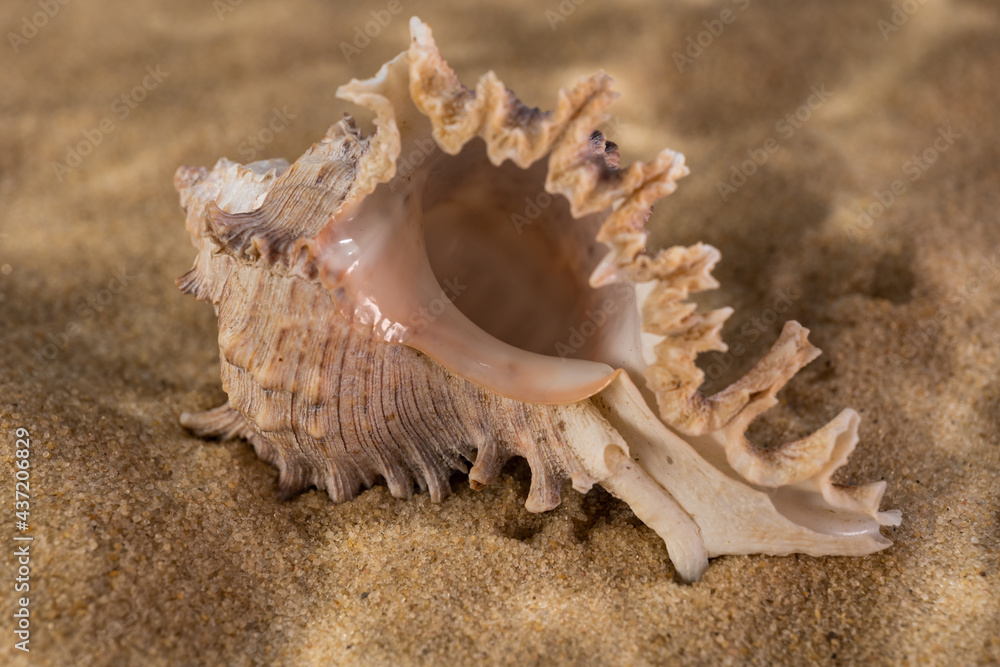 seashells on the bottom of the sea on the sand under the rays of the sun seashells on the bottom of the sea on the sand under the rays of the sun