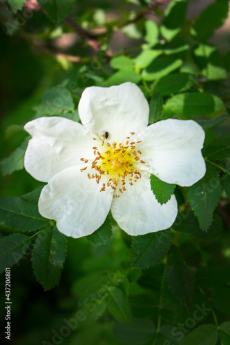 white flower