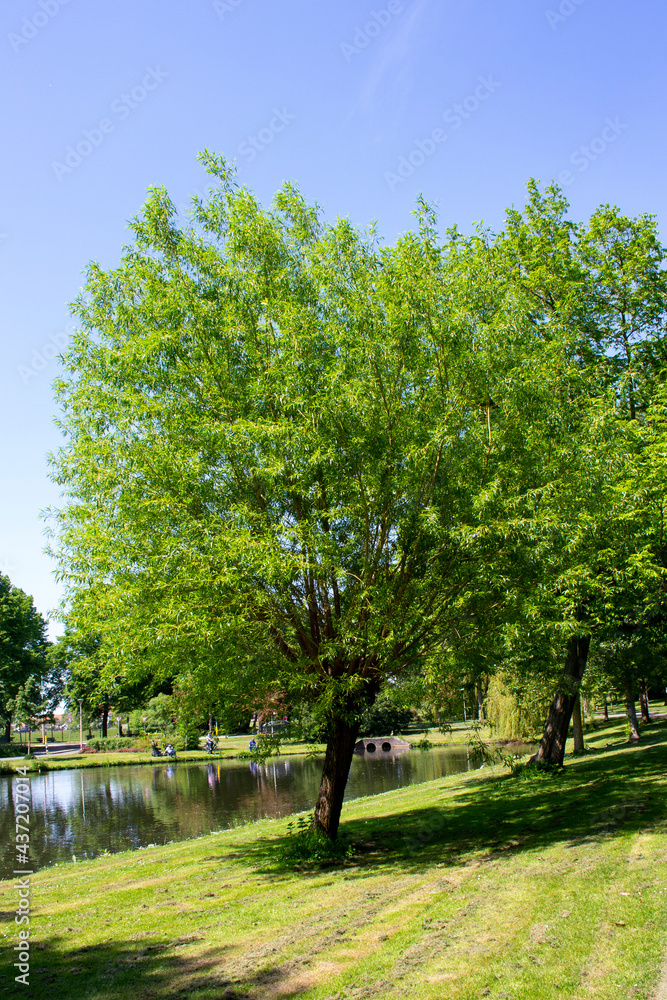 Obraz premium trees in the park