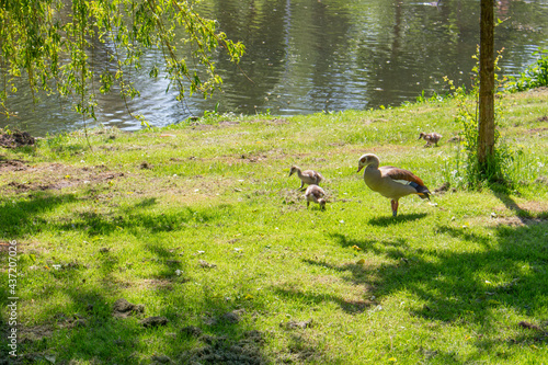 country goose on the grass
