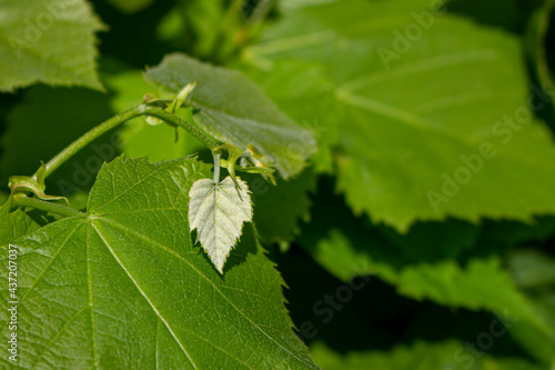  leaf