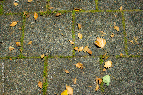 autumn leaves on asphalt