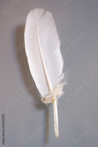 feather on a grey background