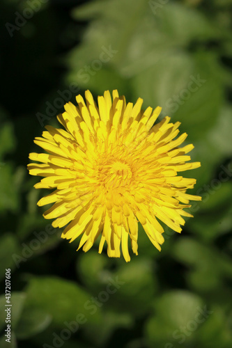 Fleur de pissenlit dans une pelouse 