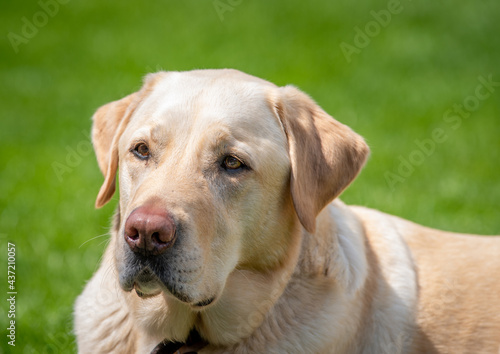 Portrait of yellow labrador