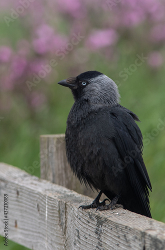 Black and grey Jackdaw on fence