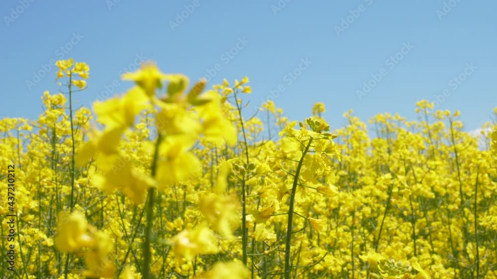 Yellow Flower Blossom Rapeseed Canola Agriculture Field. Beautiful Blooming Rapeseed Field Blue Sky in Springtime. Slow Motion. Close up of Yellow Flowers of Rape on Canola Background Blue Sky. Yellow Flower Blossom Rapeseed Canola Agriculture Field. Beautiful Blooming Rapeseed Field Blue Sky in Springtime. Slow Motion. Close up of Yellow Flowers of Rape on Canola Background Blue Sky.