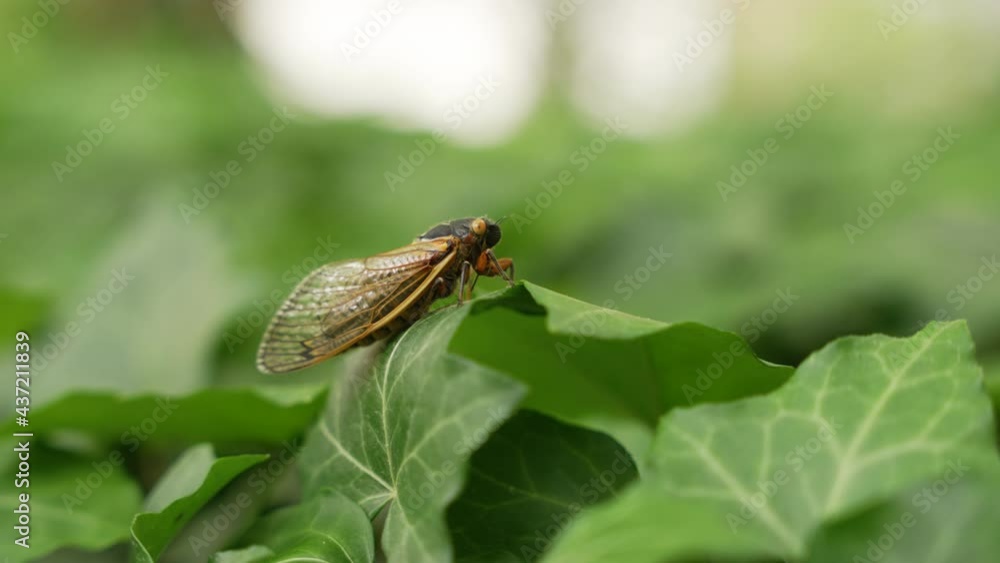 A close up of a cicada sitting on ivy on a sunny day in spring. A close up of a cicada sitting on ivy on a sunny day in spring.