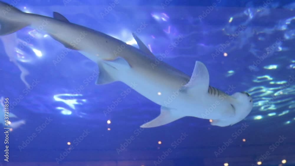 Hammerhead Shark Swimming in Aquarium Hammerhead Shark Swimming in Aquarium
