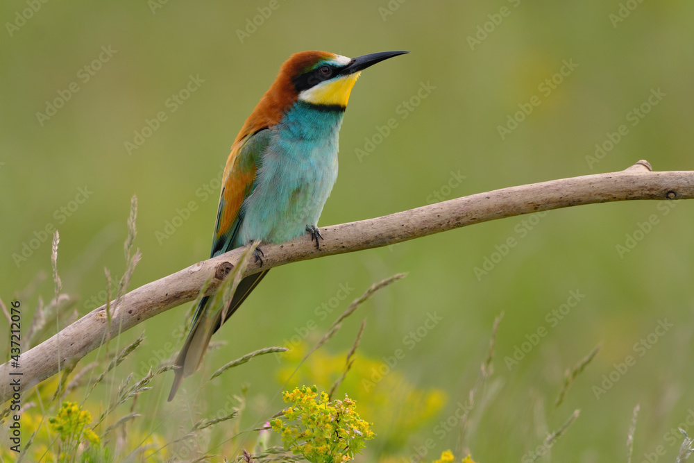 European bee-eater - merops apiaster the colorful exotic bird European bee-eater - merops apiaster the colorful exotic bird