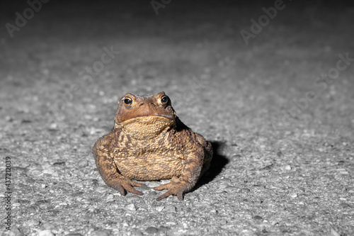 Tableau sur toile toad on the road. Dry, leathery skin, short legs animal
