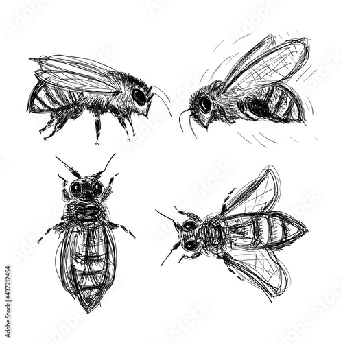 Hand drawn bee, honeybee sketch, bees design elements drawing