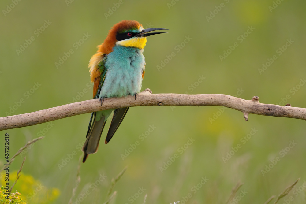 custom made wallpaper toronto digitalEuropean bee-eater - merops apiaster the colorful exotic bird