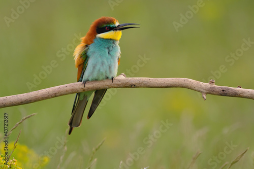European bee-eater - merops apiaster the colorful exotic bird © Creaturart