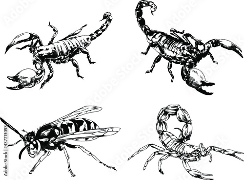 vector drawings sketches different insects bugs Scorpions spiders drawn in ink by hand , objects with no background  © evgo1977