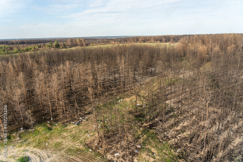 Forest destroyed by wildfires. Aerila view