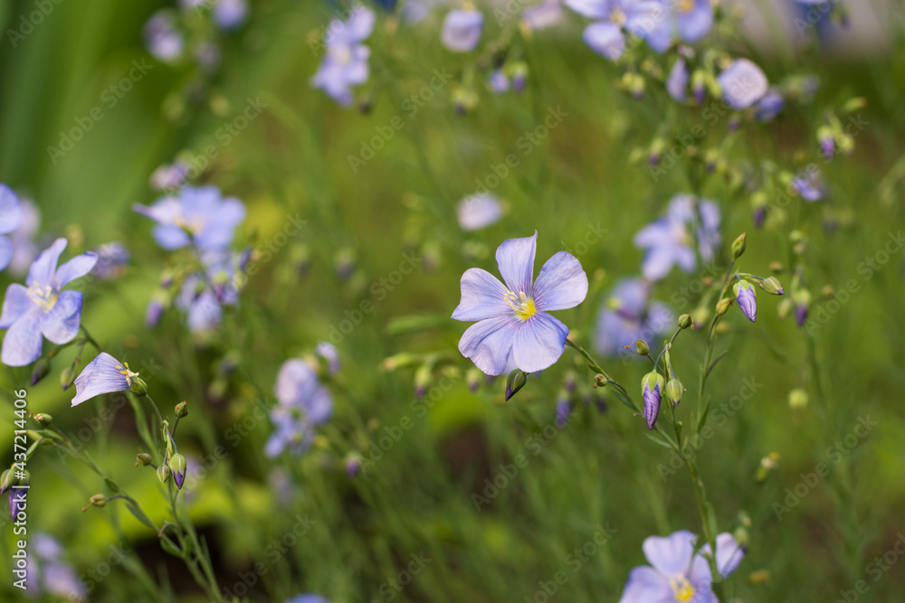 Delicate blue flax flower on natural background with effect Delicate blue flax flower on natural background with effect