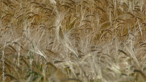 video spighe di grano con vento in 4k photo