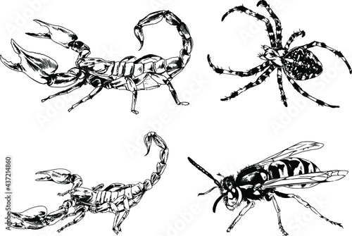 vector drawings sketches different insects bugs Scorpions spiders drawn in ink by hand , objects with no background  © evgo1977