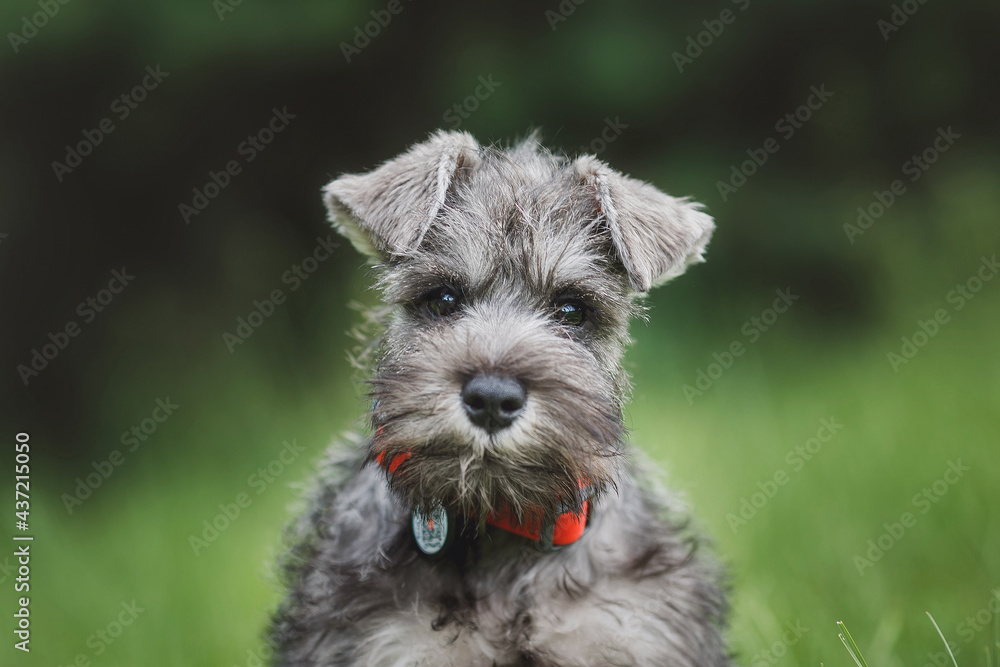dog puppy Miniature Schnauzer  in the grass 