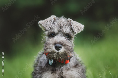 dog puppy Miniature Schnauzer in the grass 