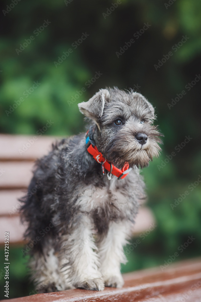 dog puppy Miniature Schnauzer in the grass dog puppy Miniature Schnauzer in the grass