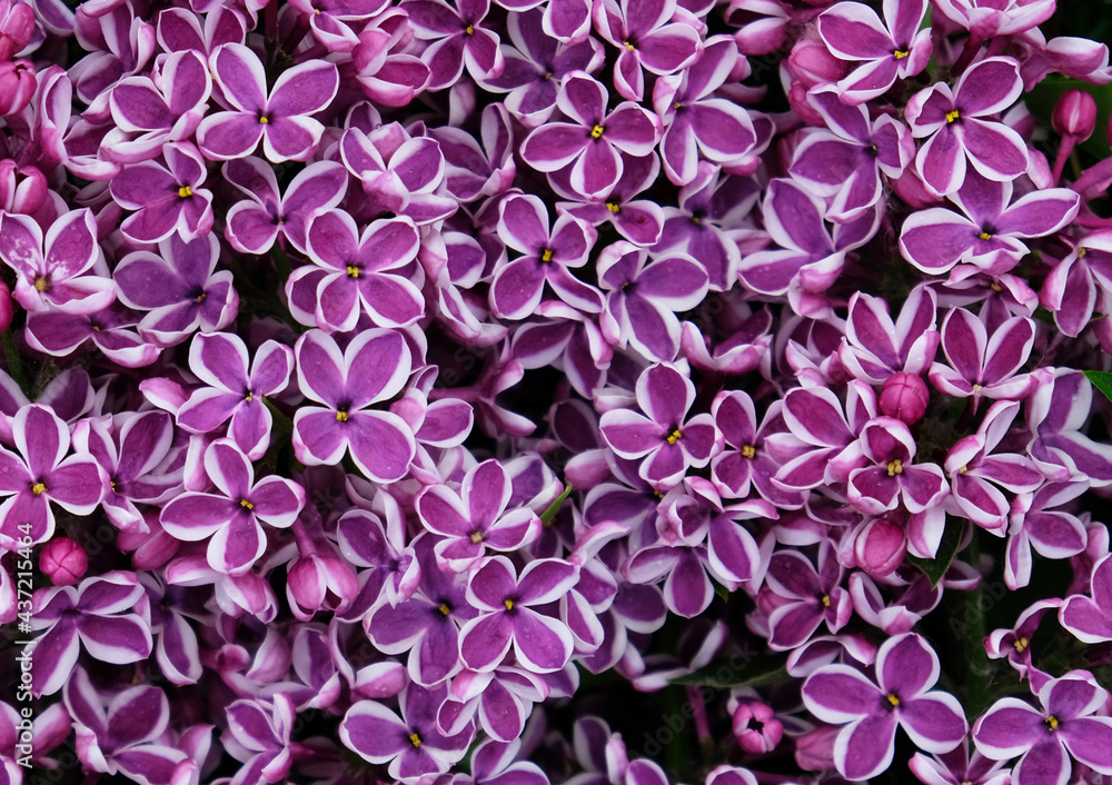 Beautiful blooming varietal selection two-tone lilac (Syringa vulgaris Sensation). Macro image of spring lilac violet flowers, abstract soft floral background for text on a greeting card. Top view.