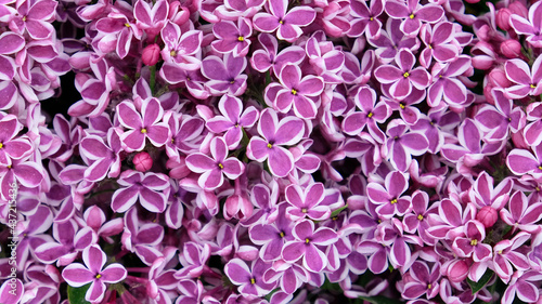 Fotografi Beautiful blooming varietal selection two-tone lilac (Syringa vulgaris Sensation)