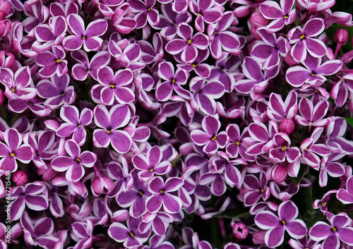 Beautiful blooming varietal selection two-tone lilac (Syringa vulgaris Sensation). Macro image of spring lilac violet flowers, abstract soft floral background for text on a greeting card. Top view. © Yuliya