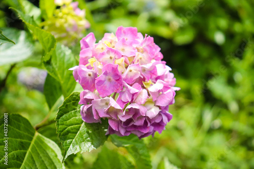 紫陽花 あじさい アジサイ ピンク 紫 鮮やか 美しい 綺麗 幻想的 落ち着いた 雨 梅雨 花びら