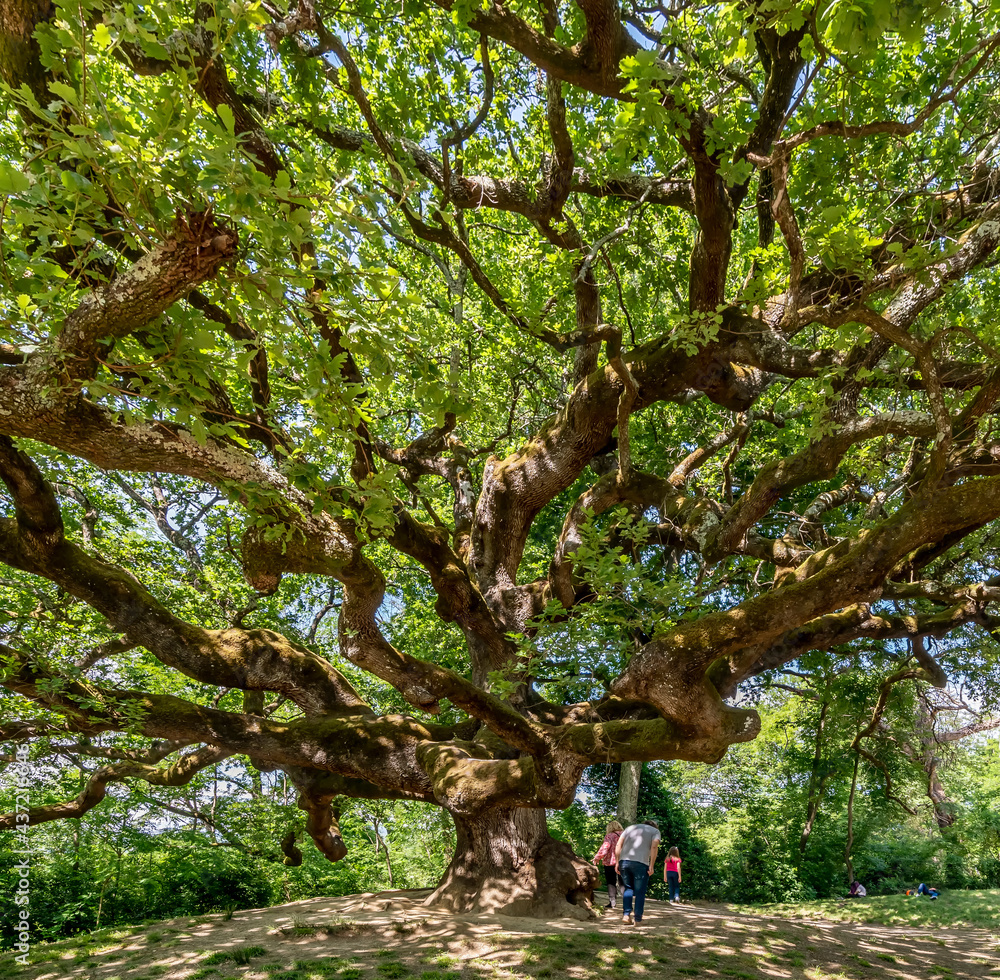 Fototapeta premium Beautiful view of the famous secular tree called oak of the witches in the province of Lucca, Italy