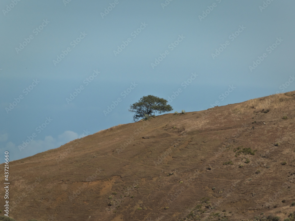 Lonely tree on top of a mountain