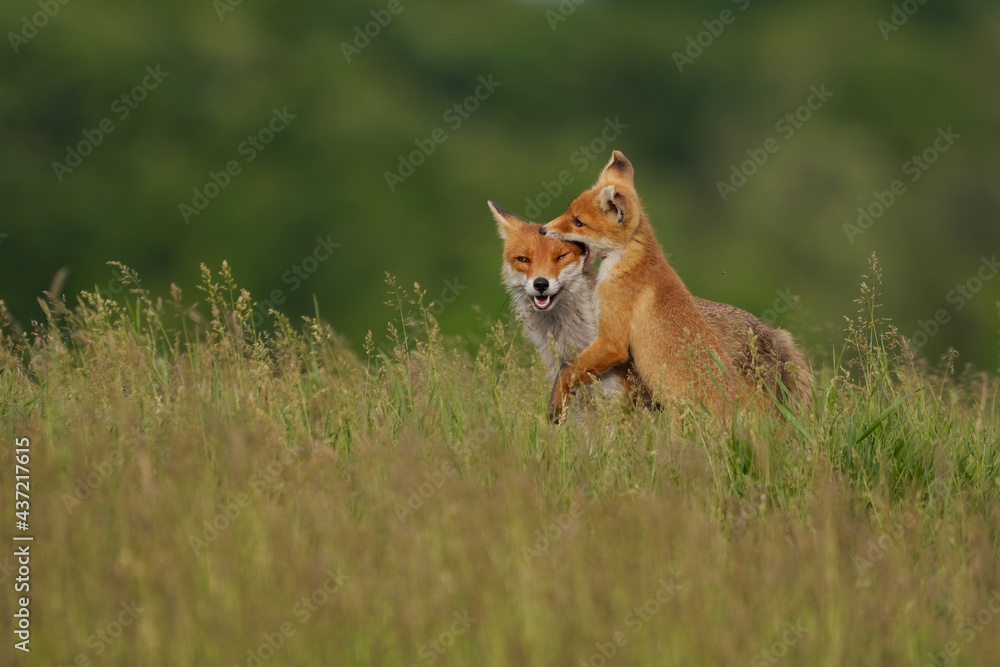 Obraz premium Fox cub playing with the mother fox on the meadow