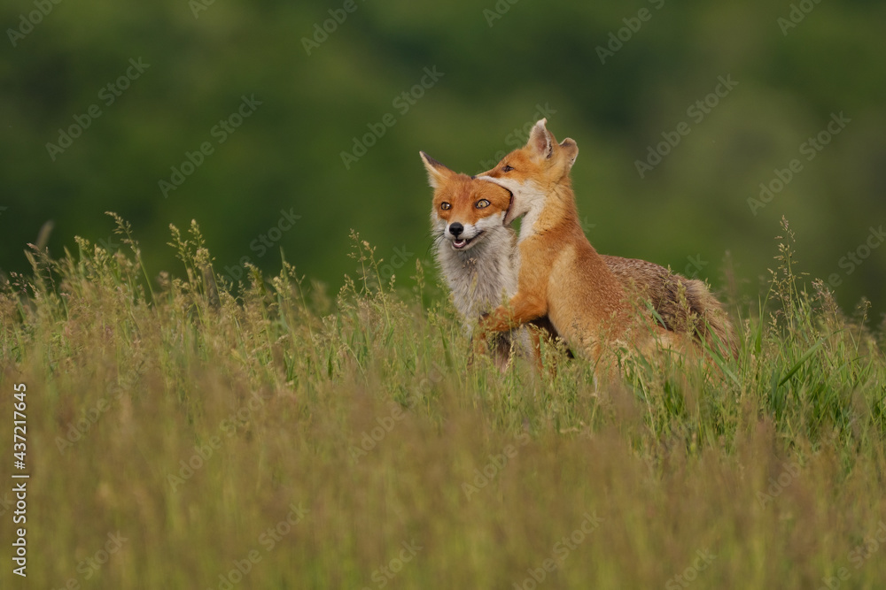 Fototapeta premium Fox cub playing with the mother fox on the meadow