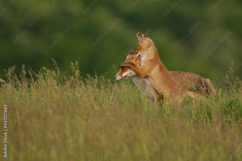 Fototapeta premium Fox cub playing with the mother fox on the meadow