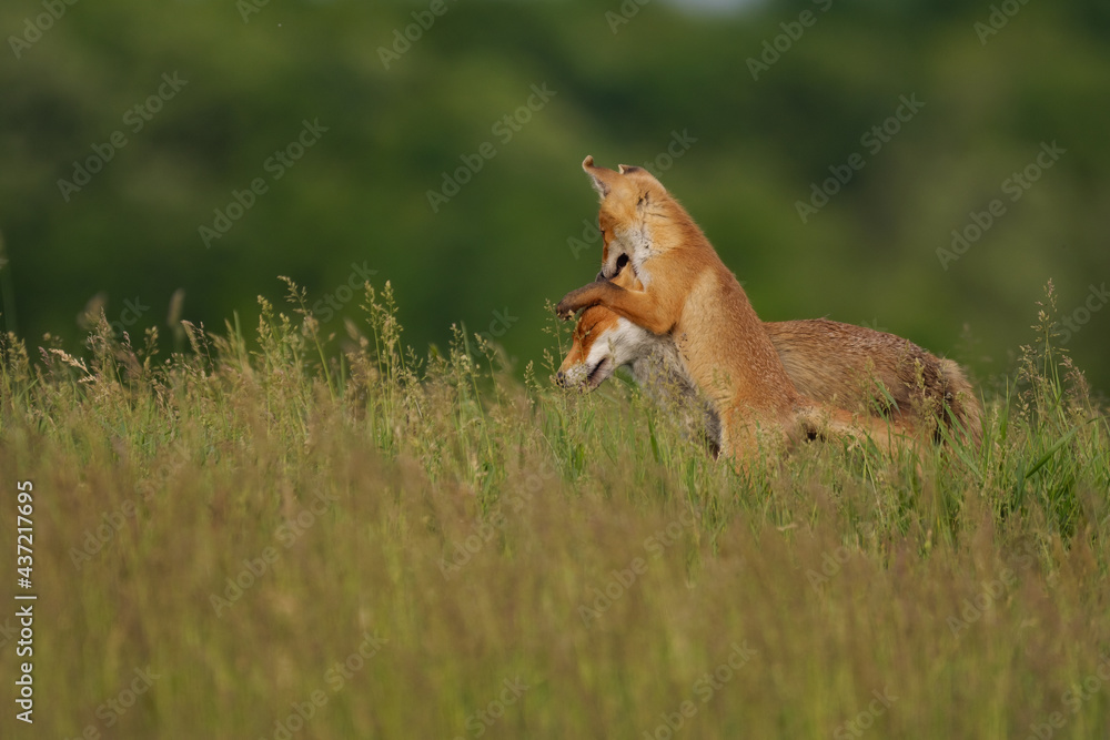 Fox cub playing with the mother fox on the meadow Fox cub playing with the mother fox on the meadow